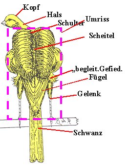 http://www.frise-freunde.de/Bilder/makige/Makhin2.jpg