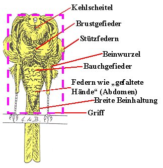 http://www.frise-freunde.de/Bilder/makige/Makvorn2.jpg