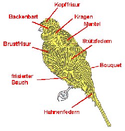 http://www.frise-freunde.de/Bilder/mehringer/Mehring.jpg