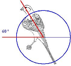 http://www.frise-freunde.de/Bilder/nordhollaender/Noholl60.jpg